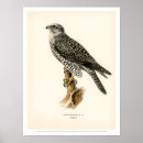 Suche nach vintage vögel poster Malen