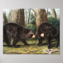 Suche nach schwarzer bär poster Säugetier