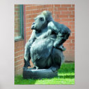 Suche nach lustiger gorilla poster Spaß