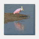 Suche nach spoonbill Vögel