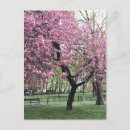 Suche nach kirschblüte baum postkarten Kirsche
