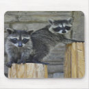 Suche nach waschbären mousepads Liebe