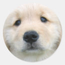 Suche nach golden retriever welpe aufkleber Jede person