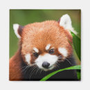 Suche nach roter panda magnete Pandas