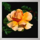 Suche nach hybrider poster Rose