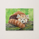 Suche nach roter panda puzzle Natur