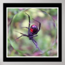 Suche nach schwarze witwe poster Für alle