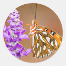 Suche nach gulf aufkleber Schmetterling