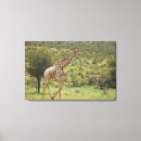 Suche nach antilope leinwandbilder Horizontal