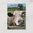 Suche nach cow visitenkarten Nutztiere