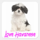 Suche nach havanese aufkleber Welpen