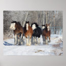 Suche nach clydesdale poster Rasse