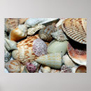 Suche nach strand muscheln poster Insel
