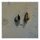 Suche nach wallaby poster Australie