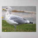 Suche nach möwe poster Fotografie