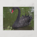 Suche nach schwarzer schwan postkarten Jede person