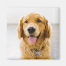 Suche nach goldene retriever magnete Niedlich