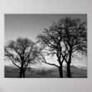 Suche nach schwarzer baum poster Wald