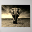 Suche nach elephant poster Safari