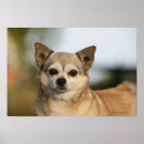 Suche nach pam poster Headshot