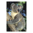 Suche nach koala foto poster Australisch