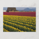 Suche nach tulpenfeld postkarten Skagit valley