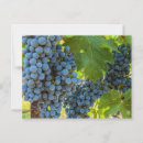 Suche nach weinreben postkarten Weingut
