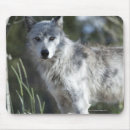 Suche nach in yellowstone mousepads Säugetier