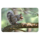 Suche nach eichhörnchen mit nuss magnete Essen