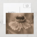 Suche nach sepia blume postkarten Für alle