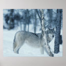 Suche nach canis lupus poster Wild