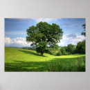 Suche nach eichen poster Landschaft