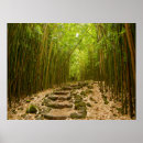 Suche nach bambus poster Fotografie