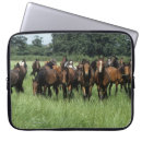 Suche nach thoroughbred hüllen Gras