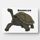 Suche nach schildkröten fotoplatten Landschildkröte