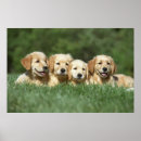 Suche nach hundewelpen poster Für alle