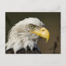 Suche nach alaska vögel postkarten Natur