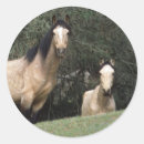 Suche nach wilder mustang aufkleber Foto