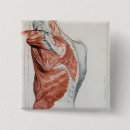Suche nach menschliche anatomie buttons Anatomisch