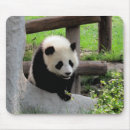 Suche nach panda mousepads Natur