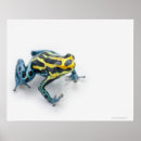 Suche nach blauer frosch poster Muscheln