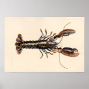 Suche nach schalentiere poster Hummer