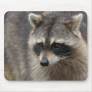 Suche nach waschbär mousepads Neugierig