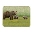 Suche nach weibchen magnete Bär