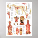 Suche nach arterien poster Herz