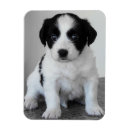 Suche nach sitzender hund magnete Foto