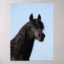 Suche nach schwarzer stallion Tier