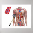 Suche nach blood poster Vein