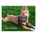 Suche nach flecken poster Hund