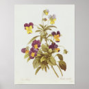 Suche nach viola poster Stiefmütterchen